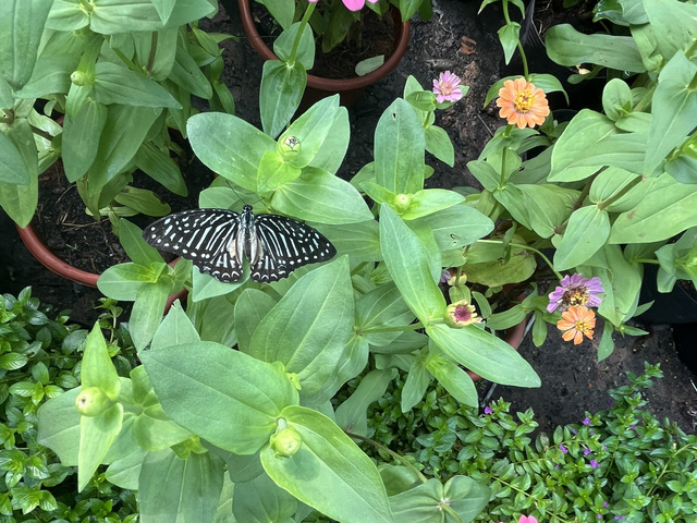 Ngàn bướm sặc sỡ trong Vườn bướm Thảo Cầm Viên Sài Gòn- Ảnh 11.