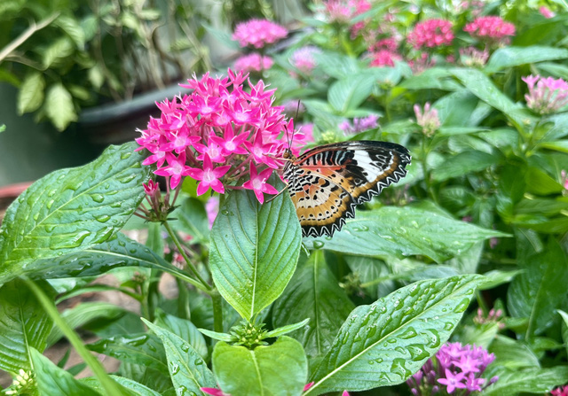 Ngàn bướm sặc sỡ trong Vườn bướm Thảo Cầm Viên Sài Gòn- Ảnh 7.