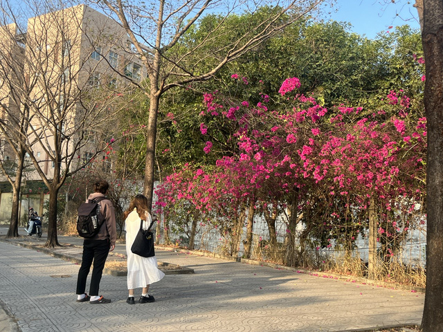 Trên đường Hàn Thuyên, phía cổng trường Đại học Công nghệ thông tin, hoa giấy cũng nở rộ - Ảnh: THÁI THANH