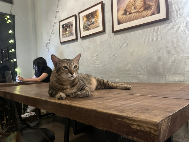 Chạy deadline tại quán cà phê có 17 chú mèo bị bỏ rơi- Ảnh 3.