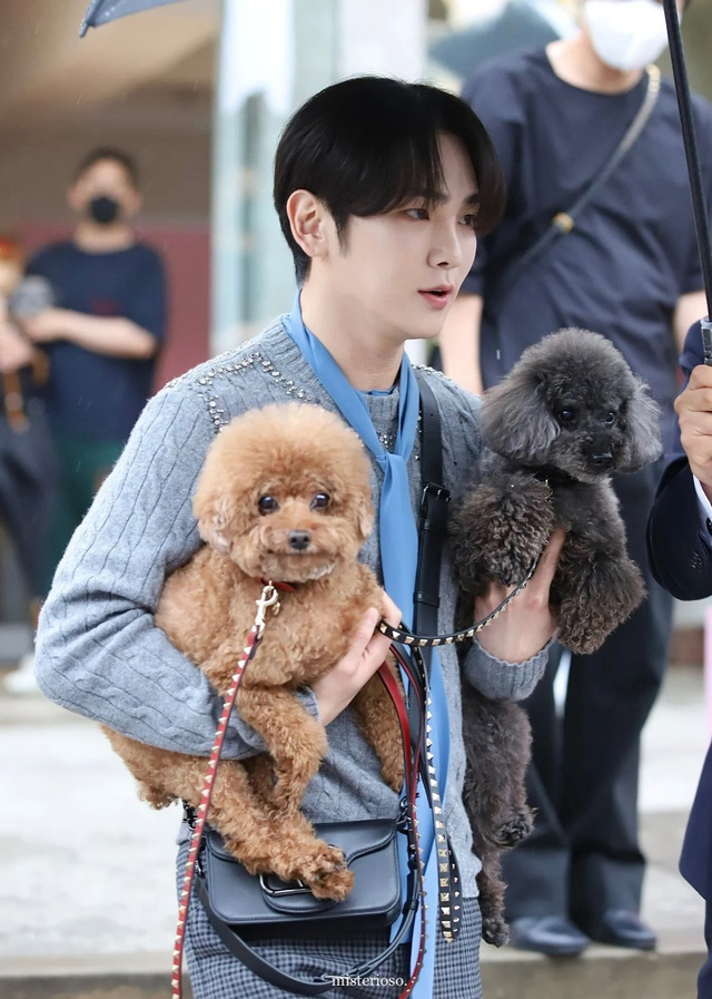 Điểm mặt những thú cưng của sao Hàn sở hữu lượng follow khủng- Ảnh 7.