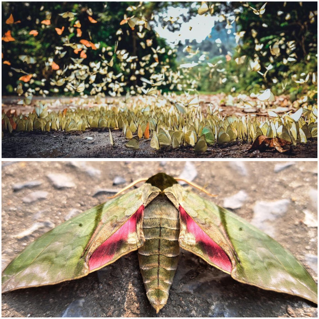 Mùa bươm bướm tại Vườn quốc gia Cúc Phương - Ảnh: VƯỜN QUỐC GIA CÚC PHƯƠNG
