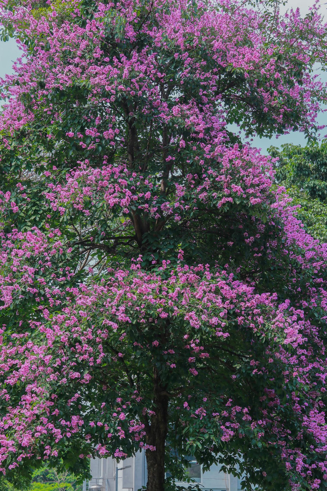 Ở Hà Nội, nhiều con đường đang ngập tràn sắc tím của hoa bằng lăng - Ảnh: HỒNG VÂN
