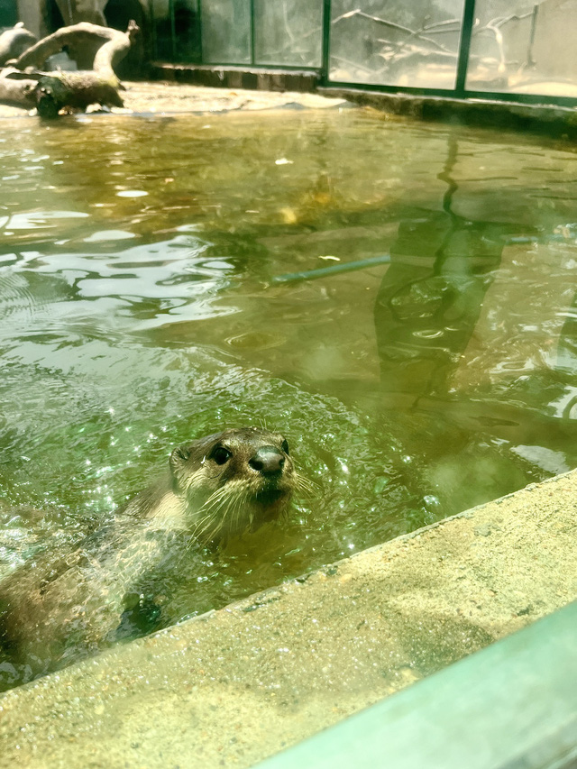 Ngắm rái cá bơi lội tại Thảo cầm viên Sài Gòn- Ảnh 5.
