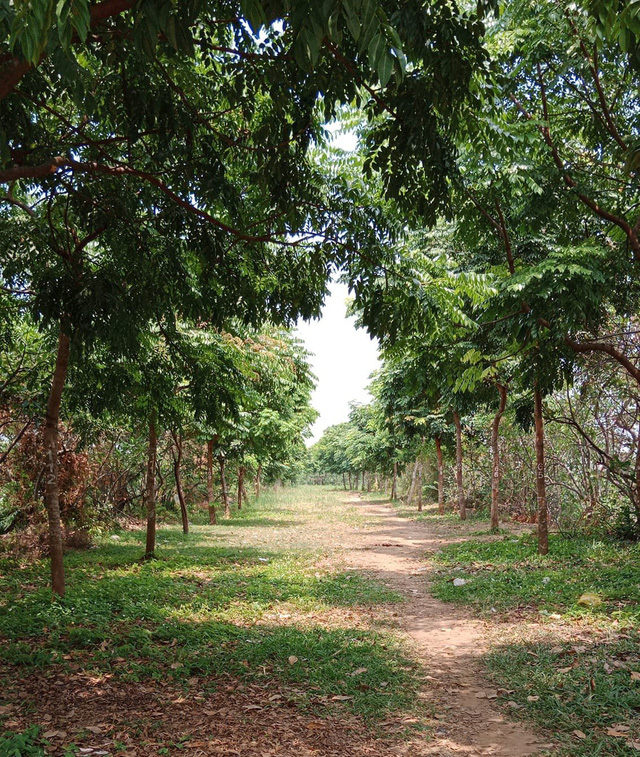 Con đường rợp bóng cây  tại Công viên văn hóa Gò Vấp - Ảnh: HOÀI VŨ