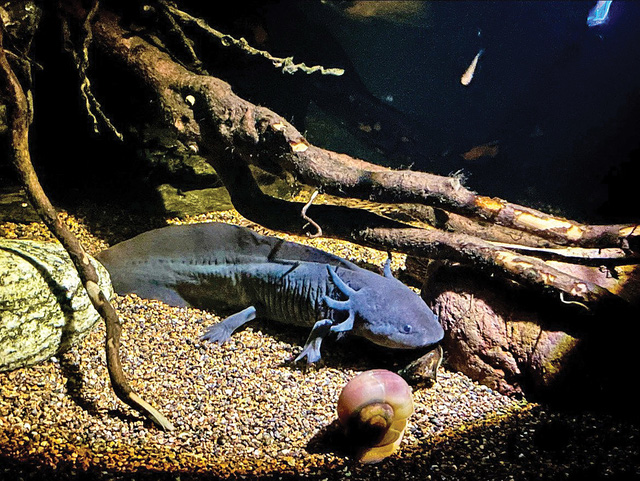 Kỳ nhông Axolotl có gì mà giới trẻ rủ nhau nuôi làm pet cưng?- Ảnh 4.