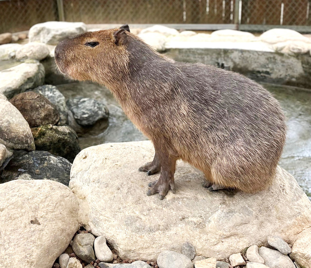 Lên Đà Lạt diện kiến Capybara - chú chuột lang nước hot trend- Ảnh 5.