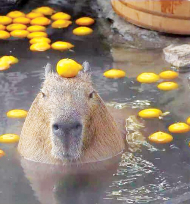 Capybara 