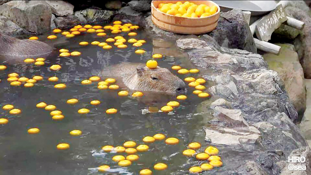 Capybara 