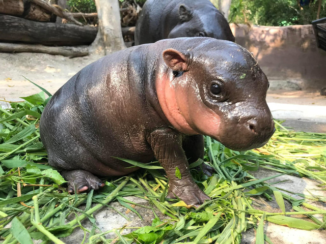 Hà mã Moo Deng bất ngờ nổi tiếng gần đây - Ảnh: KHAO KHEOW OPEN ZOO