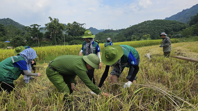 Tình nguyện viên TP.HCM giúp dân sửa nhà, gặt lúa sau bão số 3- Ảnh 3.