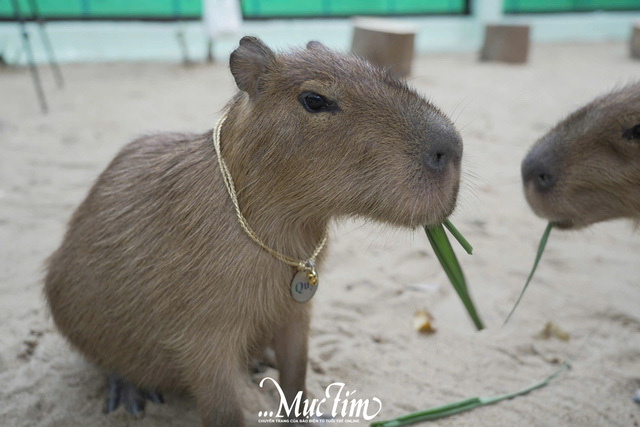 Sáng nay 3-1, 'nhóm nhạc' capybara bẽn lẽn giao lưu với fan- Ảnh 3.