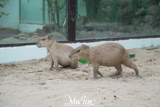 Sáng nay 3-1, 'nhóm nhạc' capybara bẽn lẽn giao lưu với fan- Ảnh 4.