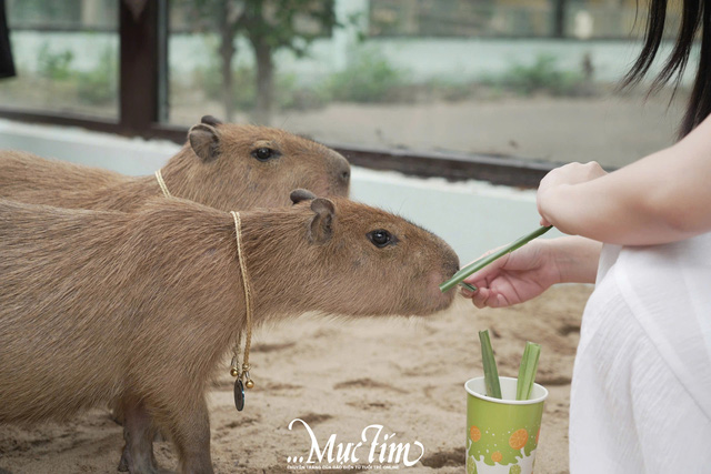 Sáng nay 3-1, 'nhóm nhạc' capybara bẽn lẽn giao lưu với fan- Ảnh 7.