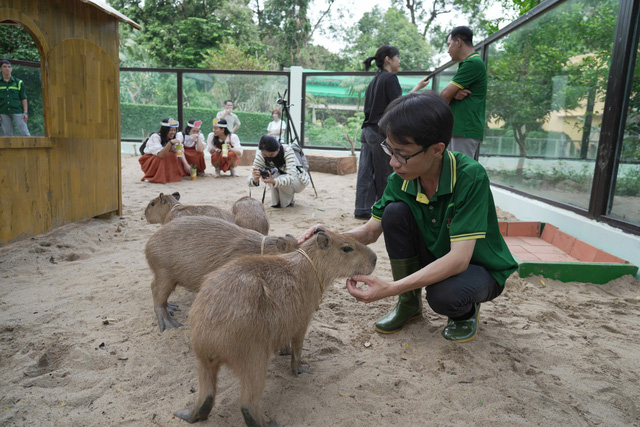 Sáng nay 3-1, 'nhóm nhạc' capybara bẽn lẽn giao lưu với fan- Ảnh 15.