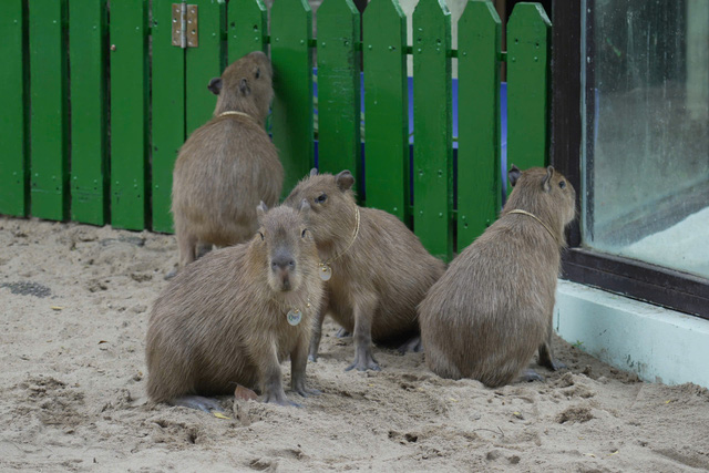 Sáng nay 3-1, 'nhóm nhạc' capybara bẽn lẽn giao lưu với fan- Ảnh 1.