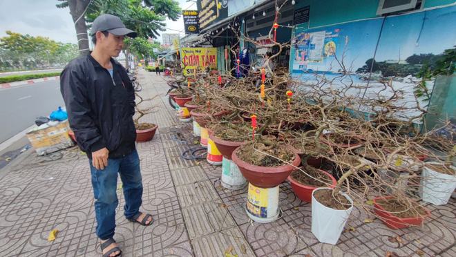 Đào Bắc, quất Phú Yên... đổ bộ lên TP.HCM, người bán ngóng khách - Ảnh 9.