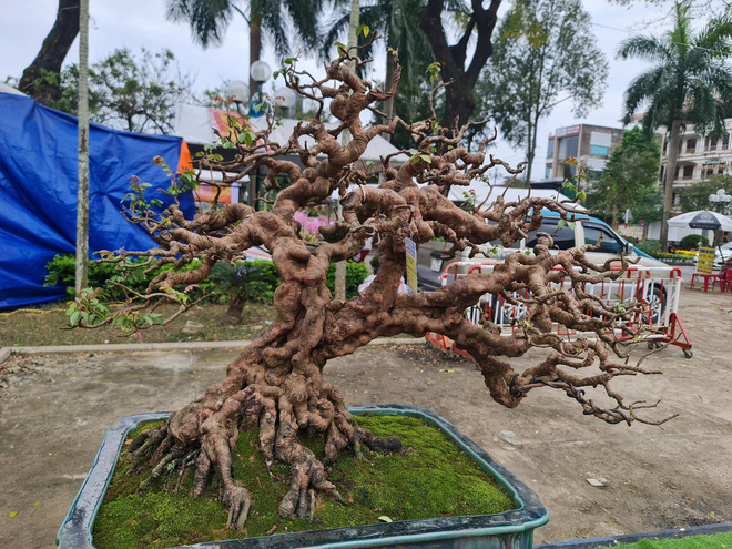 Ngắm những cây bonsai tuyệt đẹp ở chợ hoa xuân Quảng Ngãi - Ảnh 3.