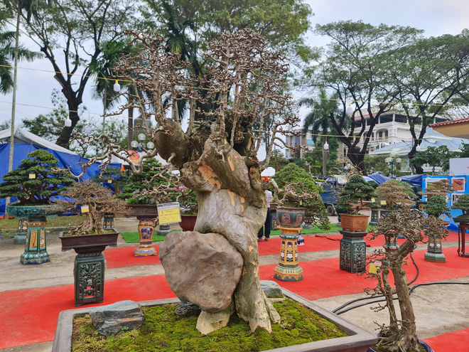 Ngắm những cây bonsai tuyệt đẹp ở chợ hoa xuân Quảng Ngãi - Ảnh 8.
