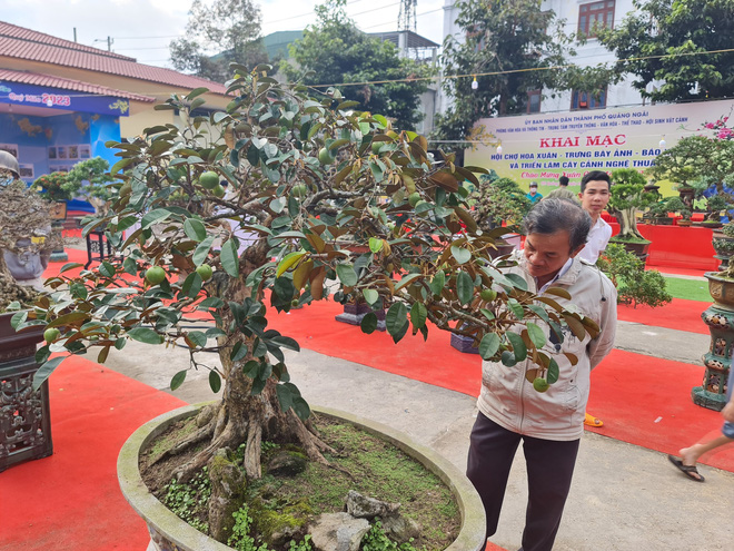 Ngắm những cây bonsai tuyệt đẹp ở chợ hoa xuân Quảng Ngãi - Ảnh 7.