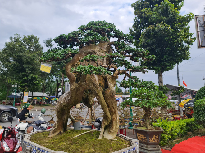 Ngắm những cây bonsai tuyệt đẹp ở chợ hoa xuân Quảng Ngãi - Ảnh 4.