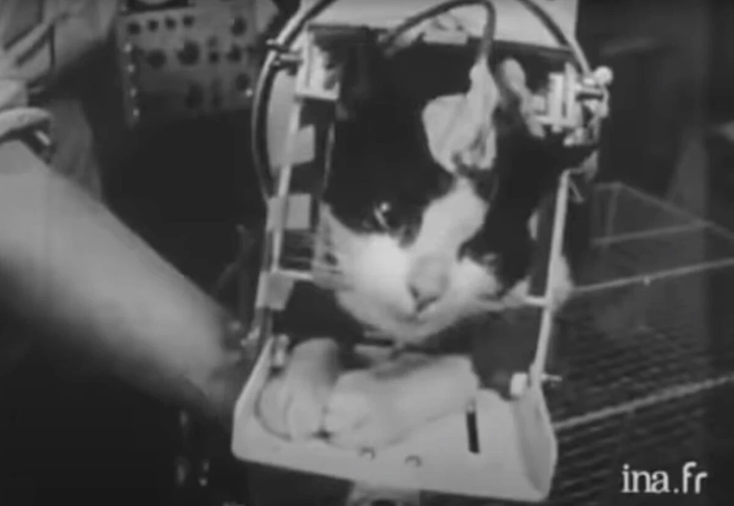Chú mèo đầu tiên và duy nhất bay vào vũ trụ - Ảnh 2.