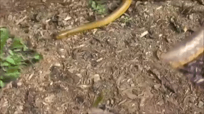 Rắn Taipan nội địa, thường được xem là loại rắn độc nhất thế giới - Ảnh: MAG