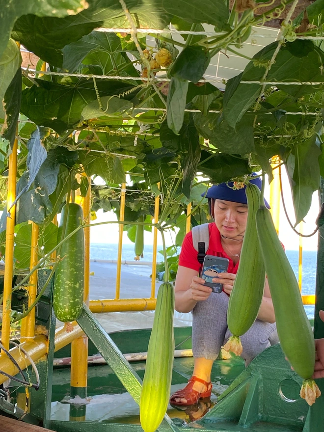 Những vườn rau xanh mát giữa muôn trùng sóng gió Trường Sa- Ảnh 4. Những vườn rau xanh mát giữa muôn trùng sóng gió Trường Sa- Ảnh 4.