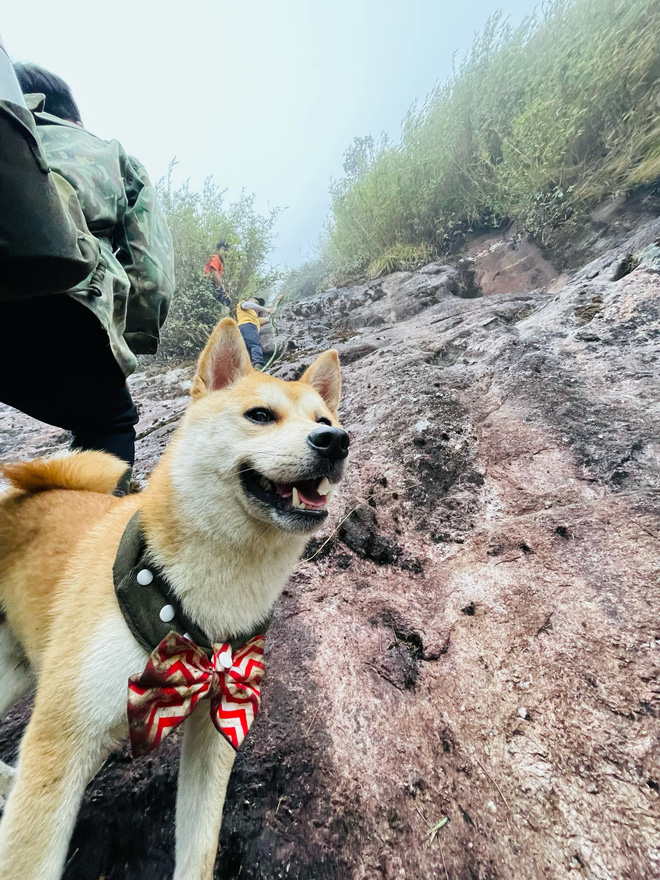 Chopper - chú chó shiba mê leo núi trekking- Ảnh 3.