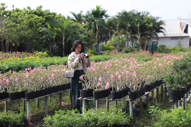 Sắc xuân rực rỡ tại làng hoa Sa Đéc- Ảnh 3.