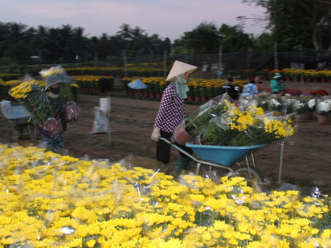 Không khí Tết tưng bừng tại làng hoa Thạnh Trị (Tiền Giang)- Ảnh 12.