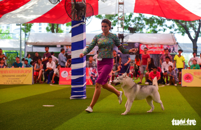 Xem cún cưng tranh tài trong Dog show 2017 tại Sài Gòn