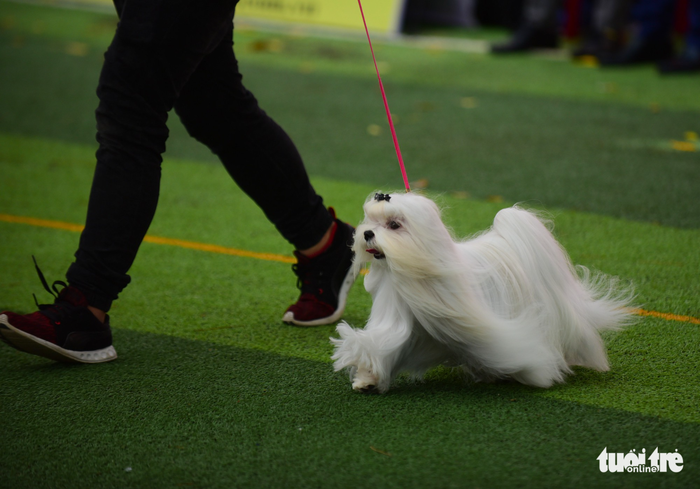 Xem cún cưng tranh tài trong Dog show 2017 tại Sài Gòn