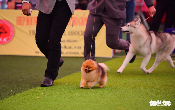Xem cún cưng tranh tài trong Dog show 2017 tại Sài Gòn