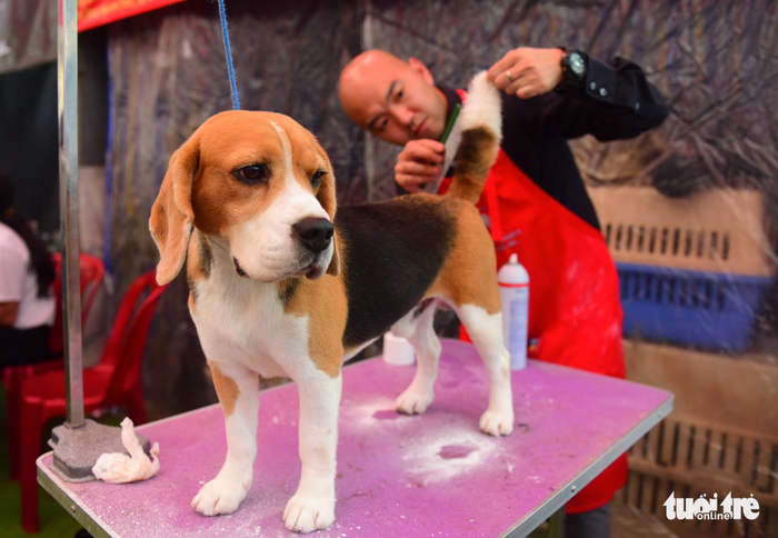 Xem cún cưng tranh tài trong Dog show 2017 tại Sài Gòn