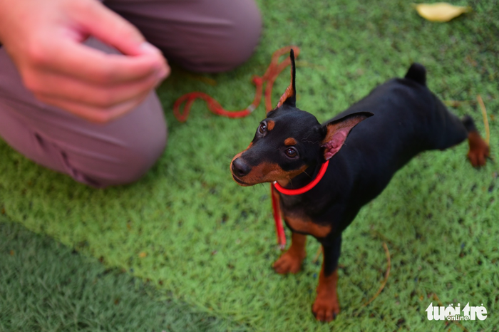 Xem cún cưng tranh tài trong Dog show 2017 tại Sài Gòn