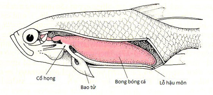 Vì sao cá chết thường nằm ngửa? - Ảnh 2. Vì sao cá chết thường nằm ngửa? - Ảnh 2.