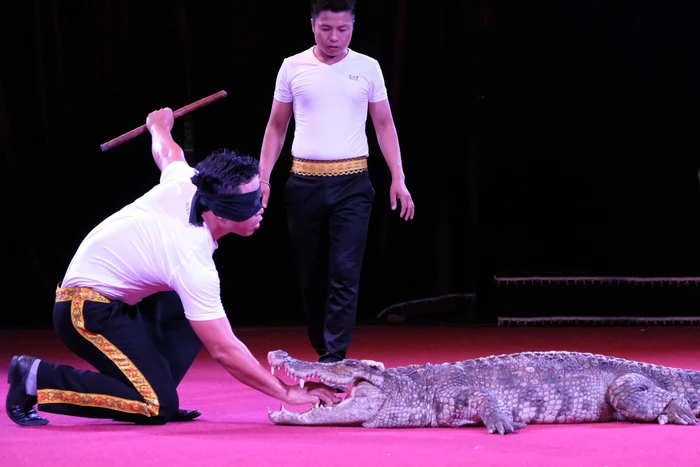 Thót tim xem video các màn trình diễn từ Gala xiếc quốc tế - Ảnh 12.
