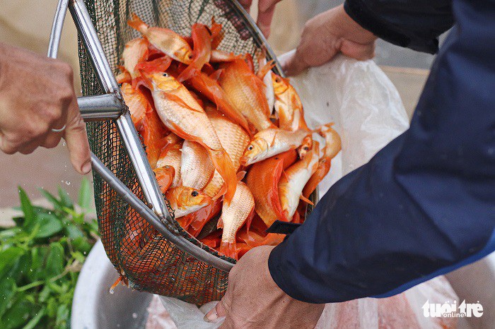 Sau khi thu hoạch, cá được cho vào bao nilon và bơm oxy để chuyển lên bờ