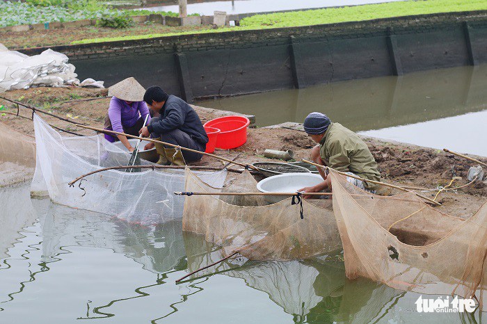 Cả làng cùng nhau xuống ao bắt cá