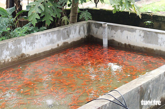 Cá đem thả vào bể chứa để ép, không cho ăn nhằm giữ cho thân cá dẻo dai, sau đó khoảng 2-3 ngày được giao bán tại chỗ cho các thương lái đến mua