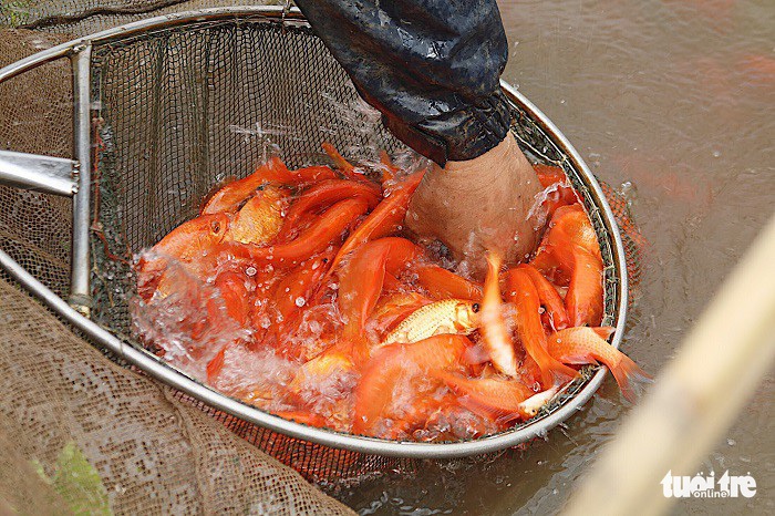 Người dân sẽ chọn lọc những con cá tốt nhất đem đi bán. Cá được phân ra thành loại khác nhau, tùy thuộc vào chất lượng để quy định giá thành cho phù hợp