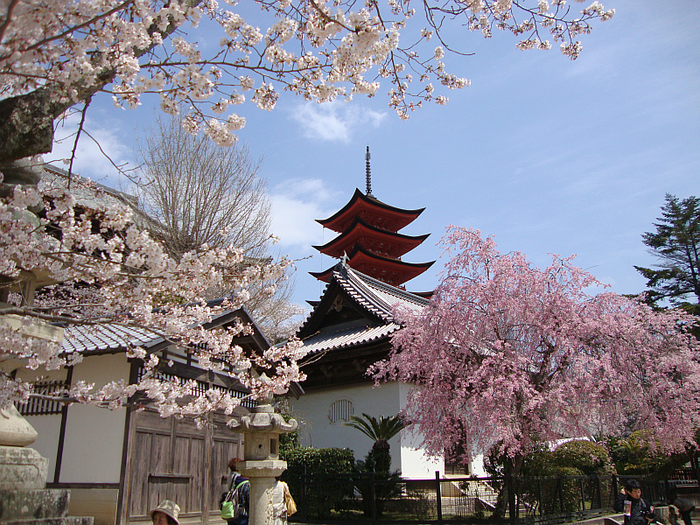 Đi Nhật Bản ngắm hoa anh đào ở đâu đẹp nhất? (phần 2) - Ảnh 3.
