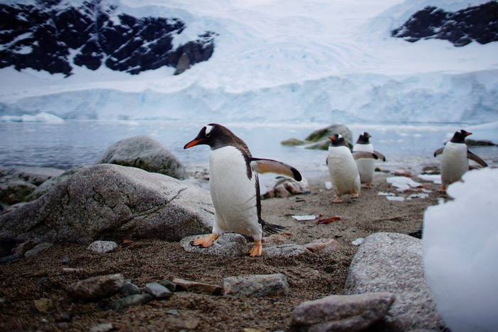 Ngắm vẻ đẹp băng giá và chim cánh cụt ở Nam cực - Ảnh 16.