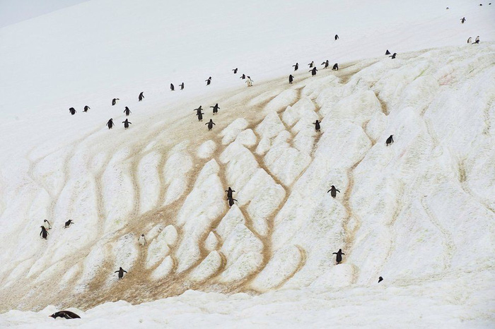 Ngắm vẻ đẹp băng giá và chim cánh cụt ở Nam cực - Ảnh 18.