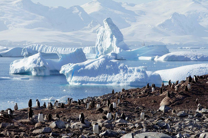 Ngắm vẻ đẹp băng giá và chim cánh cụt ở Nam cực - Ảnh 2.