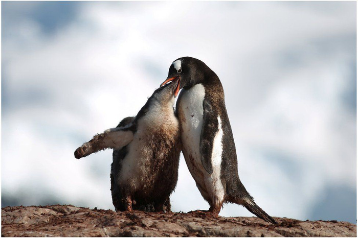 Ngắm vẻ đẹp băng giá và chim cánh cụt ở Nam cực - Ảnh 3.