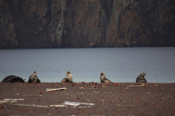 Ngắm vẻ đẹp băng giá và chim cánh cụt ở Nam cực - Ảnh 5.