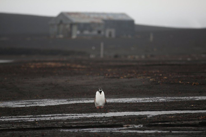 Ngắm vẻ đẹp băng giá và chim cánh cụt ở Nam cực - Ảnh 9.