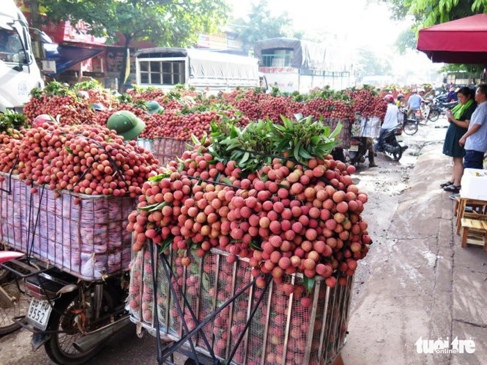 Lên phương án sớm cứu vải thiều  - Ảnh 1.